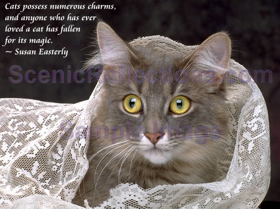 Cats and Quotes Scenic Reflections Screenshot